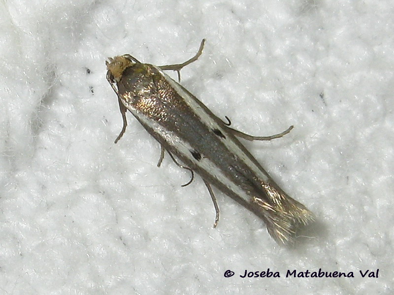 Micro da id. Parahyponomeuta egregiella - Yponomeutidae